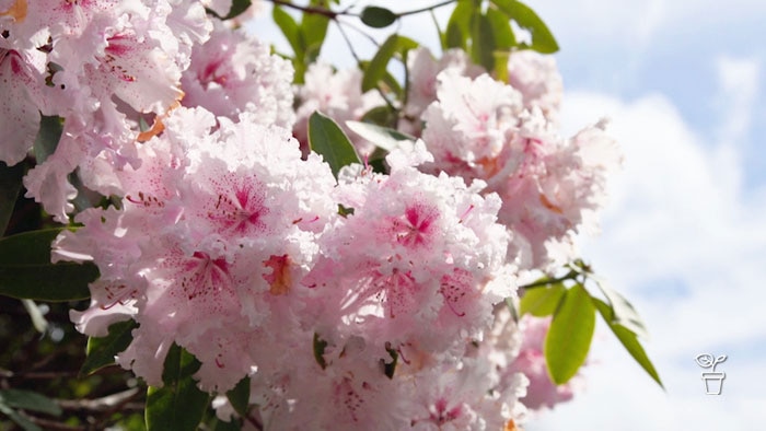 Large pink blousy flowers growing on a tree with blue sky in background