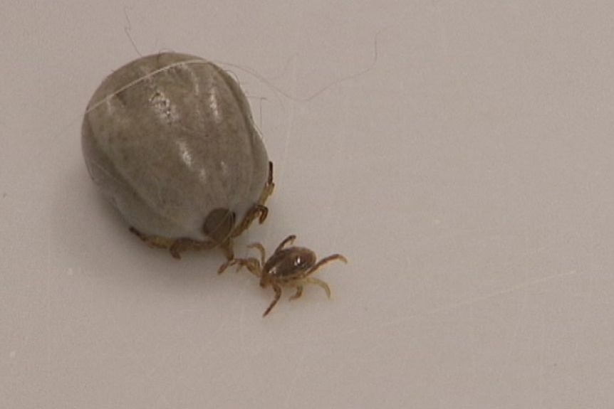 Lyme disease tick