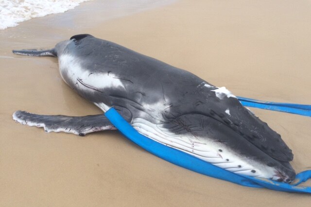 Whale calf dead on Currumbin Beach