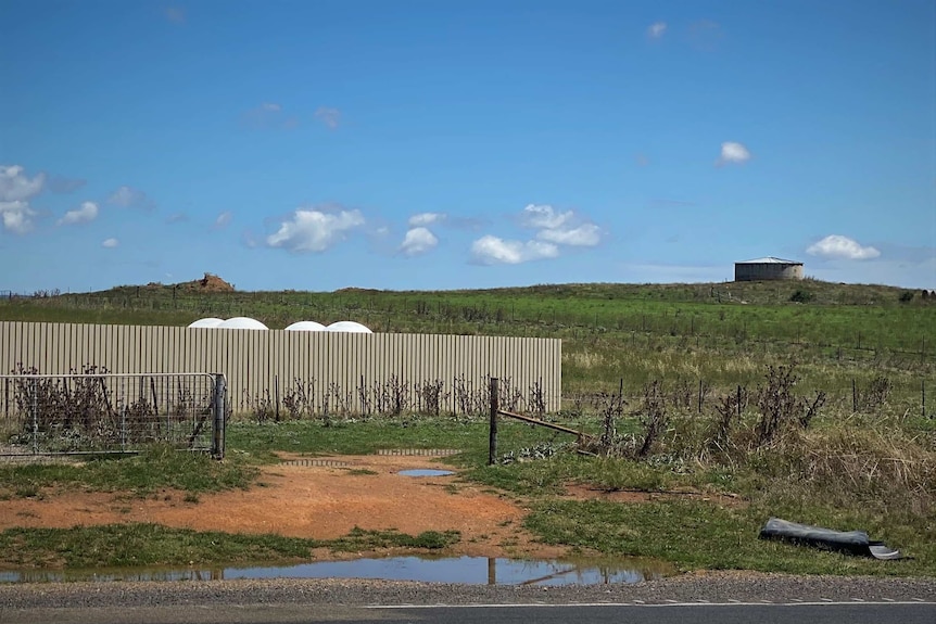 Four white bumps visible over a high fence in a paddock