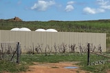 Four white bumps visible over a high fence in a paddock
