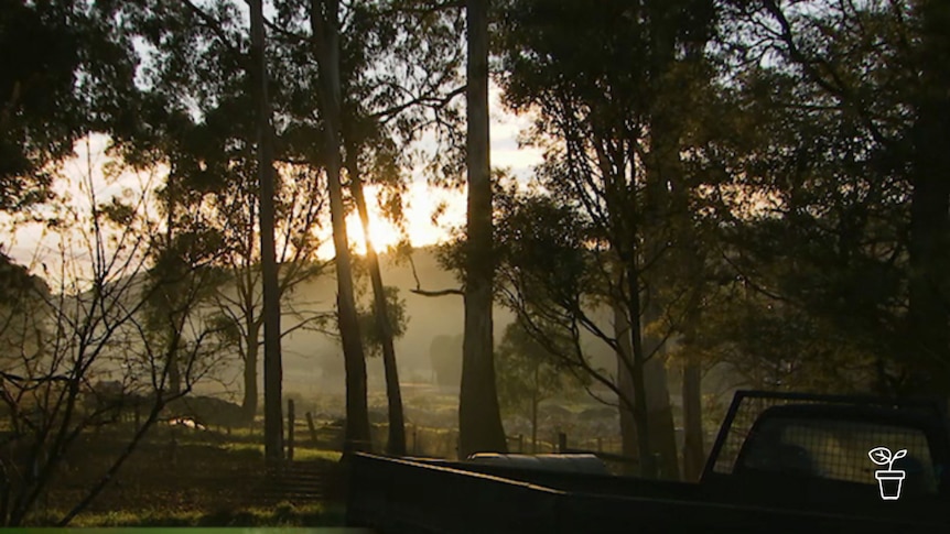 Sun rising over hill at a farm with a ute in the foreground