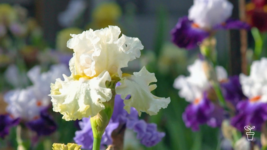 White and purple flowers growing in garden