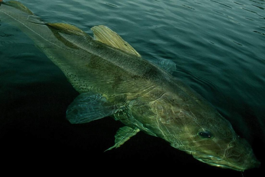 Inuit with a large fish