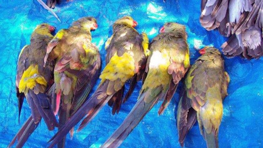 Regent's parrots, mudlarks, ravens, yellow-throated mynahs and a kestrel also died.