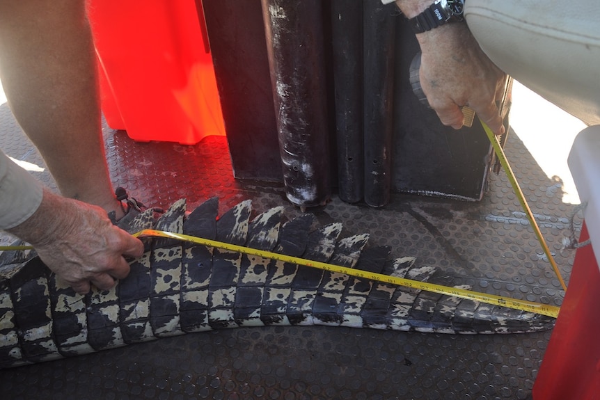 A ranger measuring a crocodile tail.