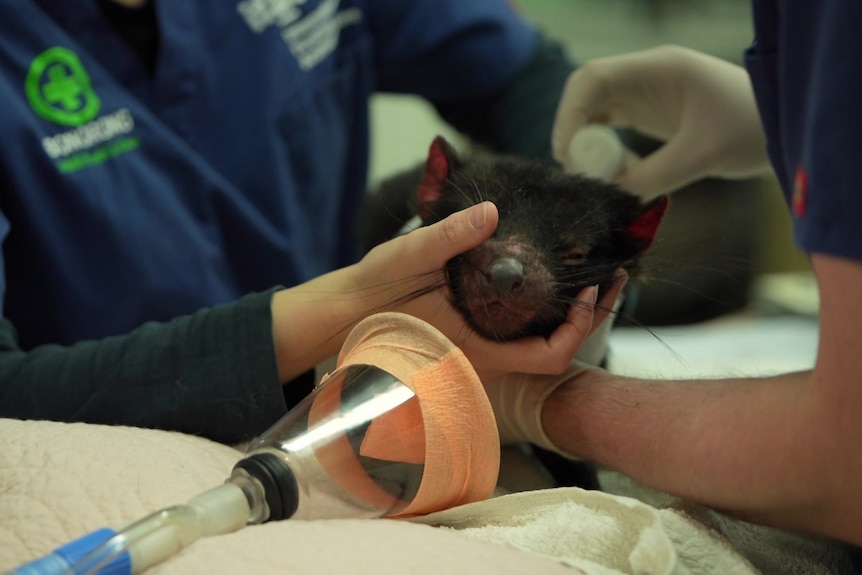 Juvenile Tasmanian devil being treated by wildlife carers.