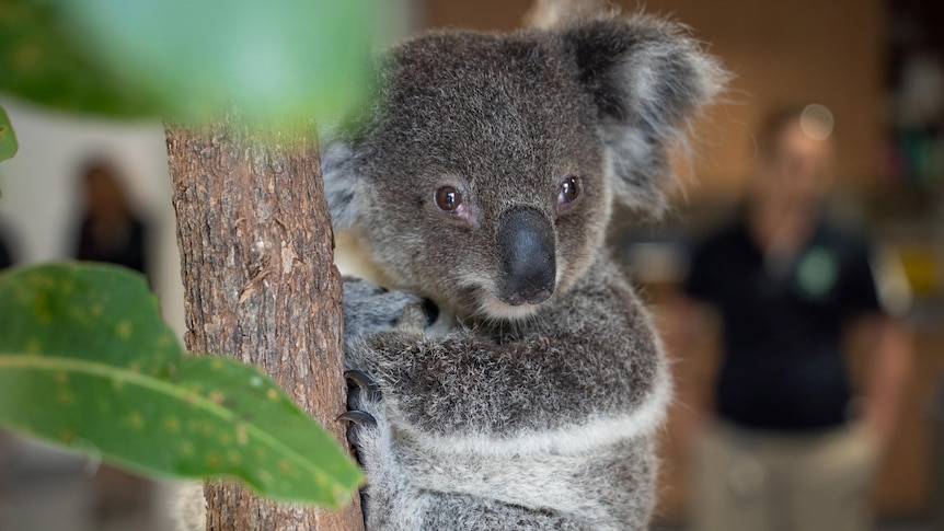 A close up of a koala clinging to a branch