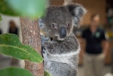 A close up of a koala clinging to a branch