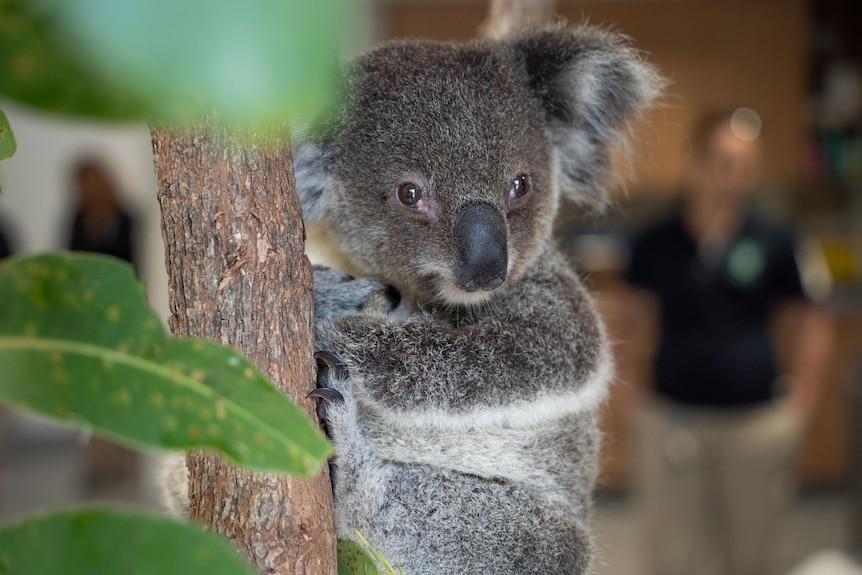 A close up of a koala clinging to a branch