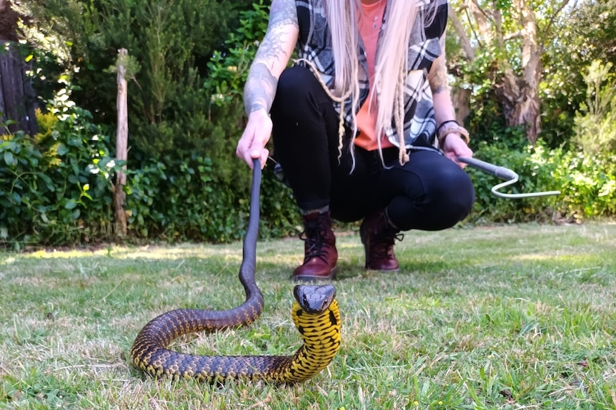 A woman holds a tiger snake by its tail in a yard.