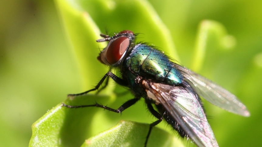 Close-up of a blowfly on a leaf
