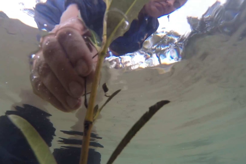 Checking on seedlings