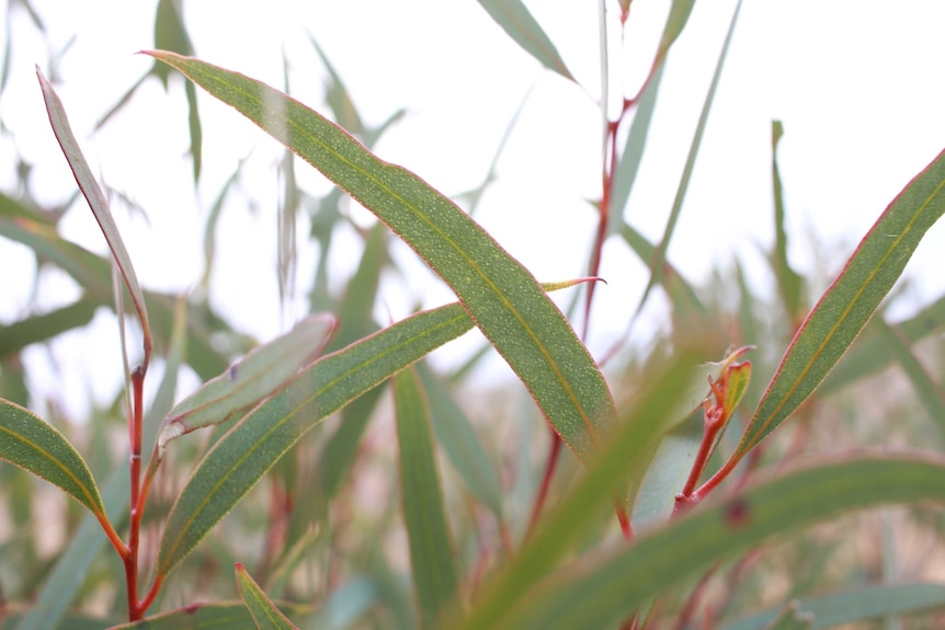 Close-up of green mallee eucalptus leaf shows red stem and veins of the leaf and white flecks on the leaf