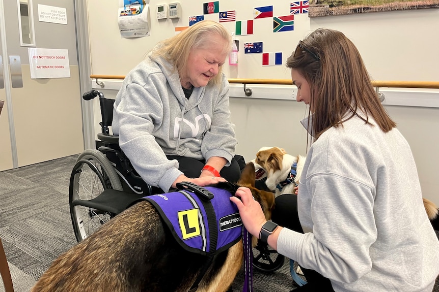 A woman in a wheelchair pats a therapy dog.