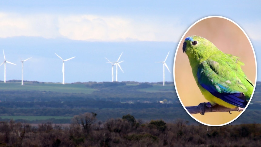 The Woolnorth wind farm visible from Robbins Island and an inset of an orange-bellied parrot.
