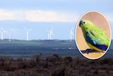The Woolnorth wind farm visible from Robbins Island and an inset of an orange-bellied parrot.