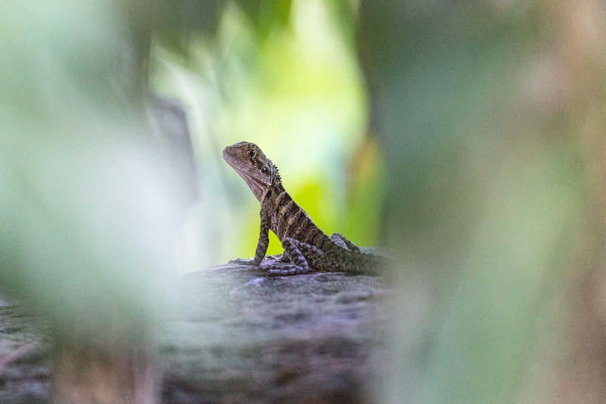 Baby water dragon