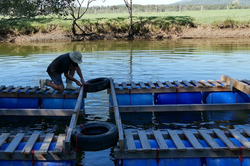 Man repairing ropes on an oyster rack on the shore of a river