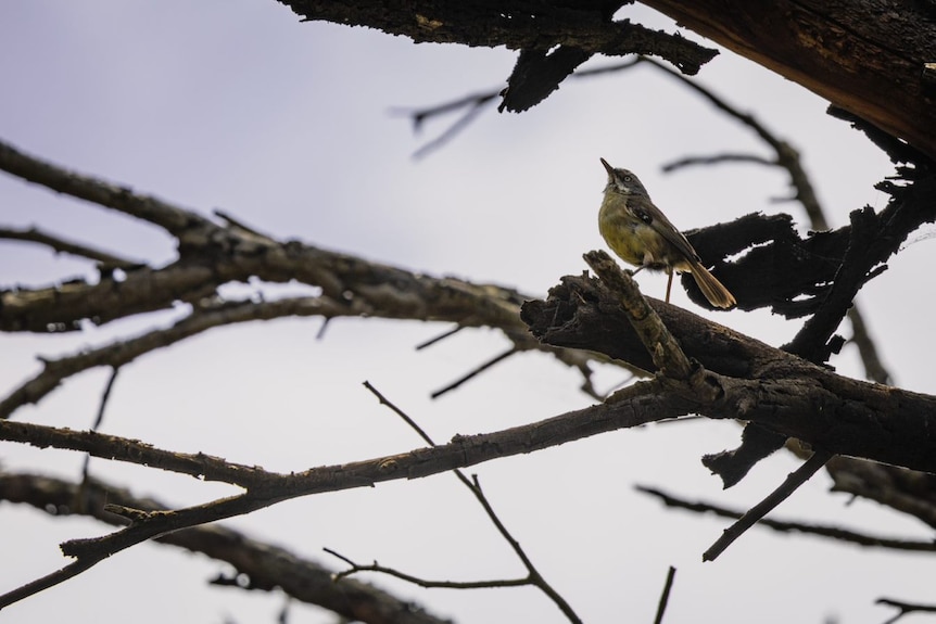 A small bird stands on a branch in a large tree