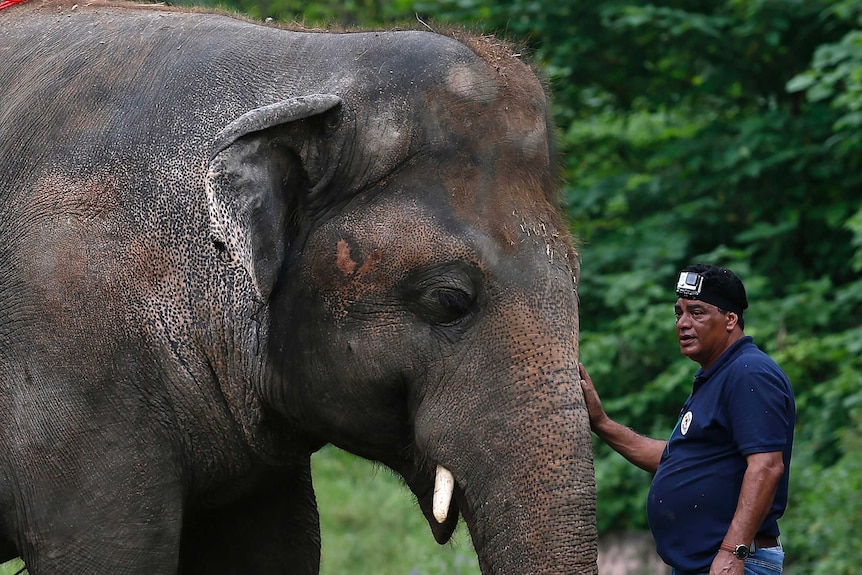 Dr Amil Khalil pats Kaavan's trunk