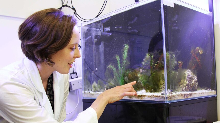 Erin Vaughn studies sea sponges in a tank
