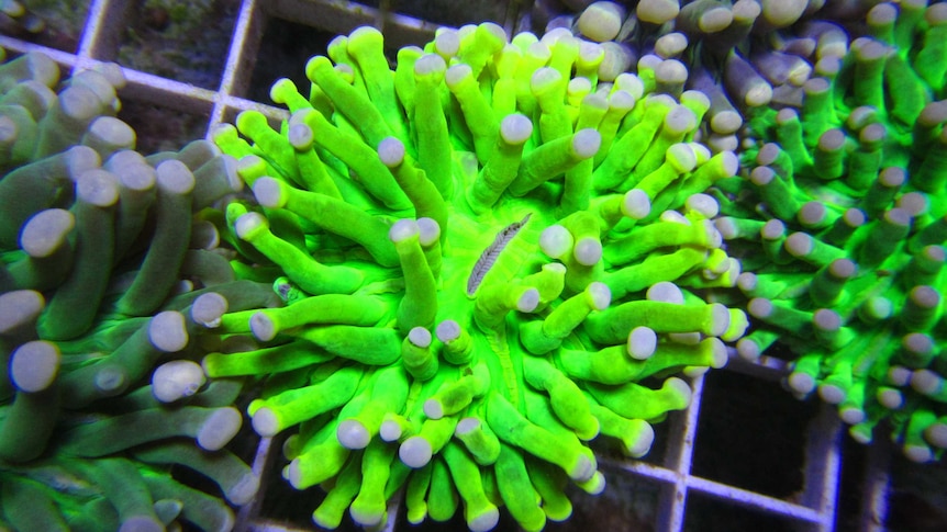 Fluro green strings of coral with white tips.