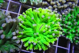 Fluro green strings of coral with white tips.