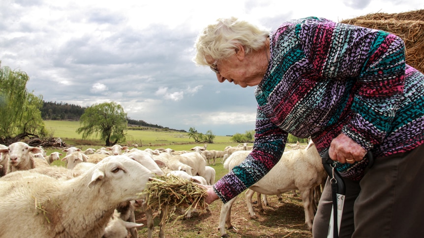 95-year-old Betty Watt feeding sheep at the property she has lived on since 1957