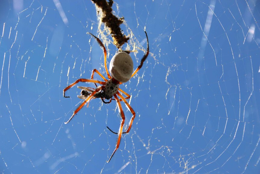 A Golden Orb Weaving spider in its web on a sunny day in Canberra. April 2016.