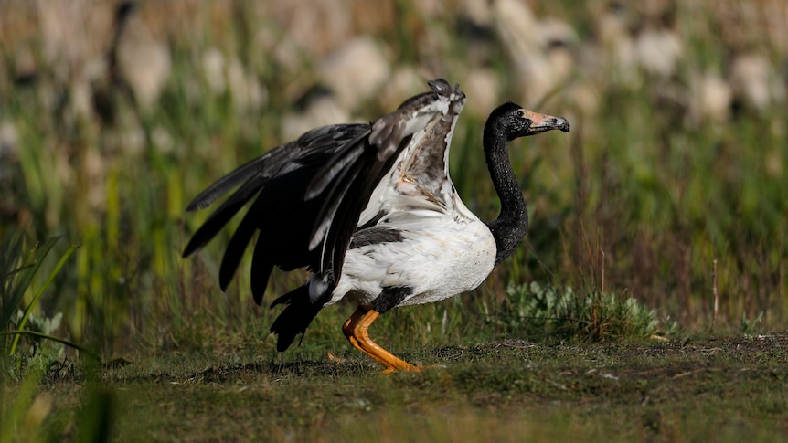A Magpie Goose with long black neck, white body and black wings