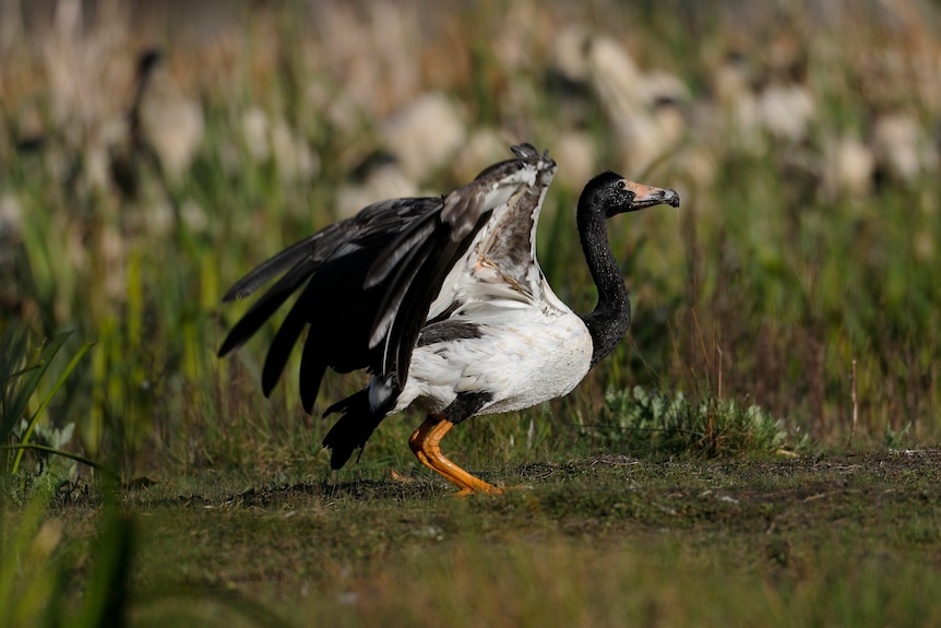 A Magpie Goose with long black neck, white body and black wings