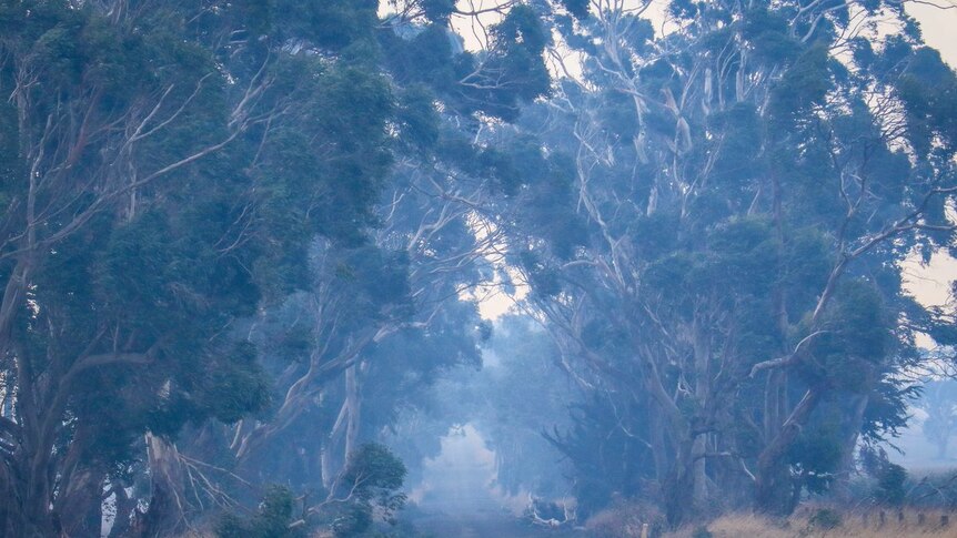 Trees down outside Cobden in south-west Victoria after fires in the area.