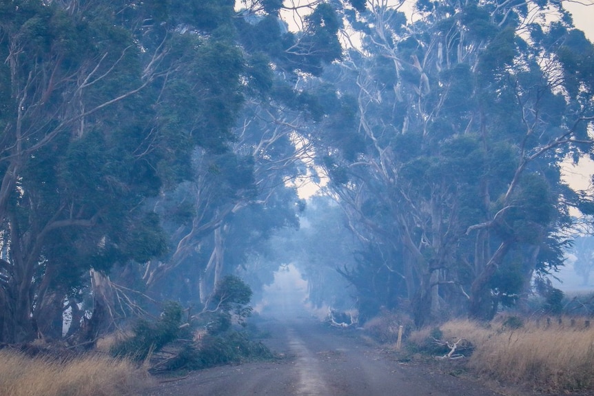 Trees down outside Cobden in south-west Victoria after fires in the area.