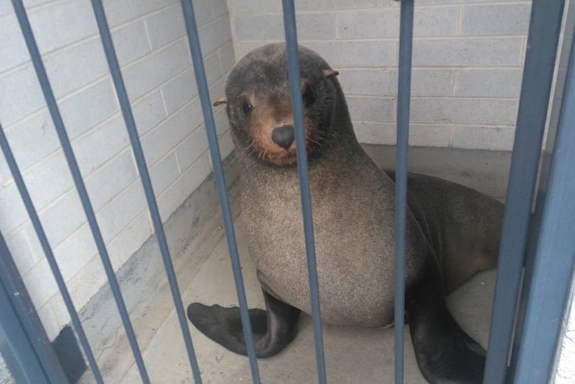 Sammy the seal in a cage
