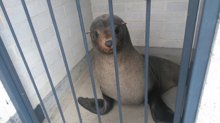 Sammy the seal in a cage