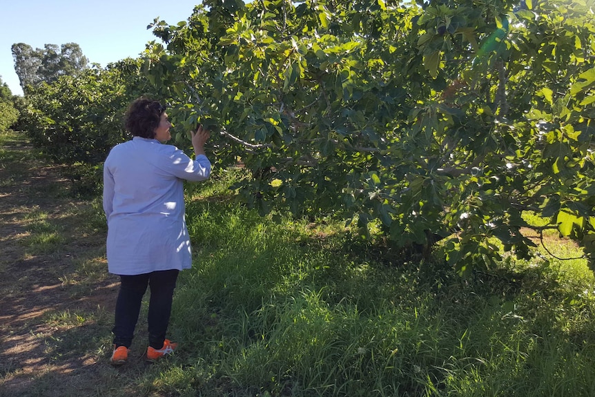 Sue Heward in fig orchard
