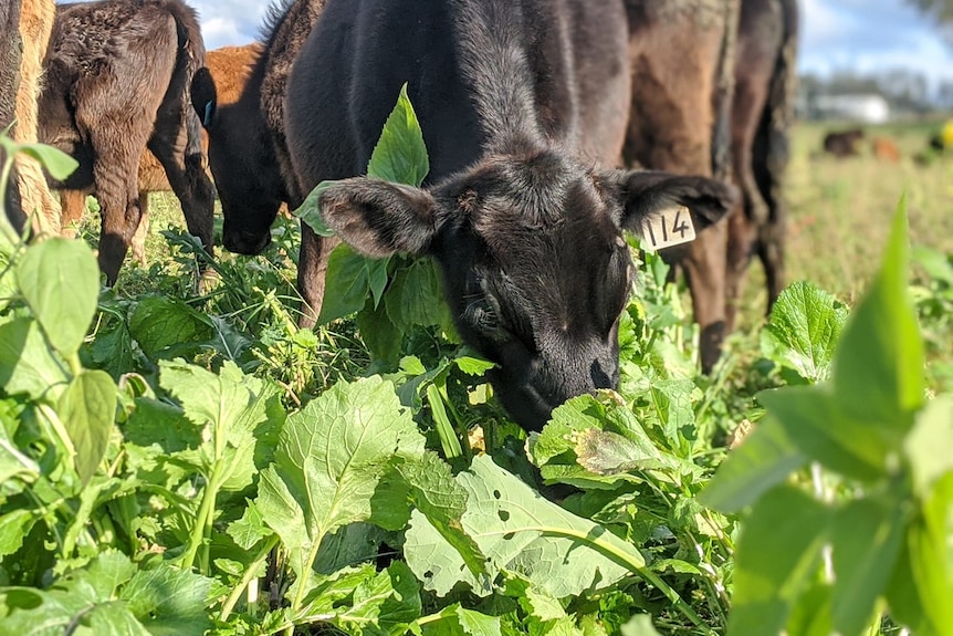 Photo of a cow eating lettuce