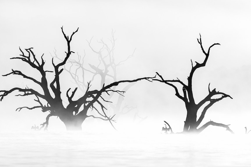 A black and white misty scene with an Australasian Darter perched, sunning itself