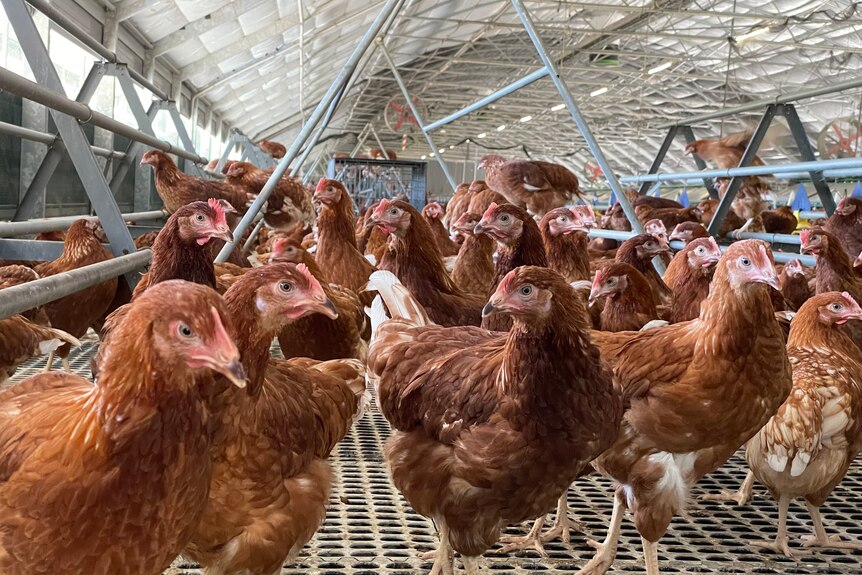 Hundreds of young brown hens roaming free inside a temperature controlled barn. 