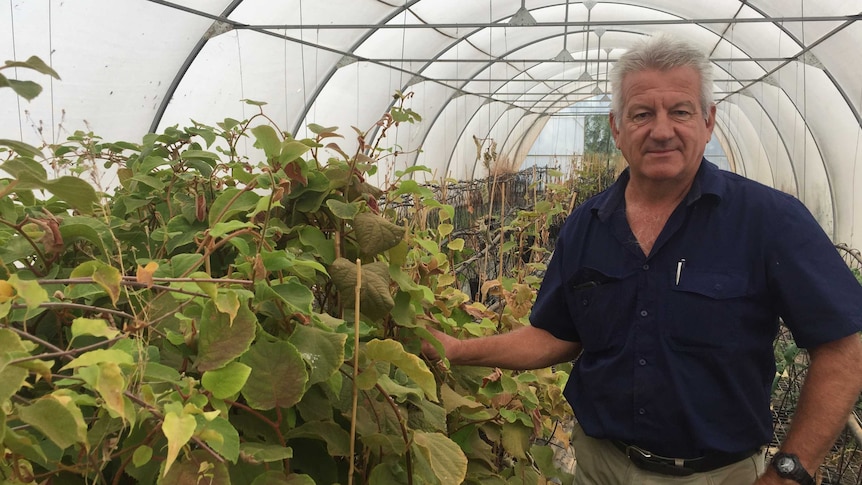 Mike Nethersole standing next to juvenile kiwi plants which he uses propagate more gold kiwifruit plants for the Australia.