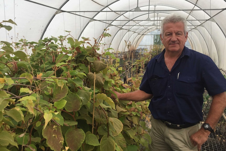 Mike Nethersole standing next to juvenile kiwi plants which he uses propagate more gold kiwifruit plants for the Australia.