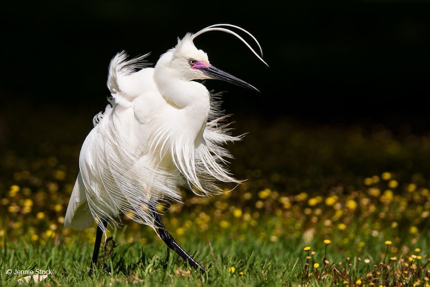 Jennie Stock's windblown egret, little egret photograph.