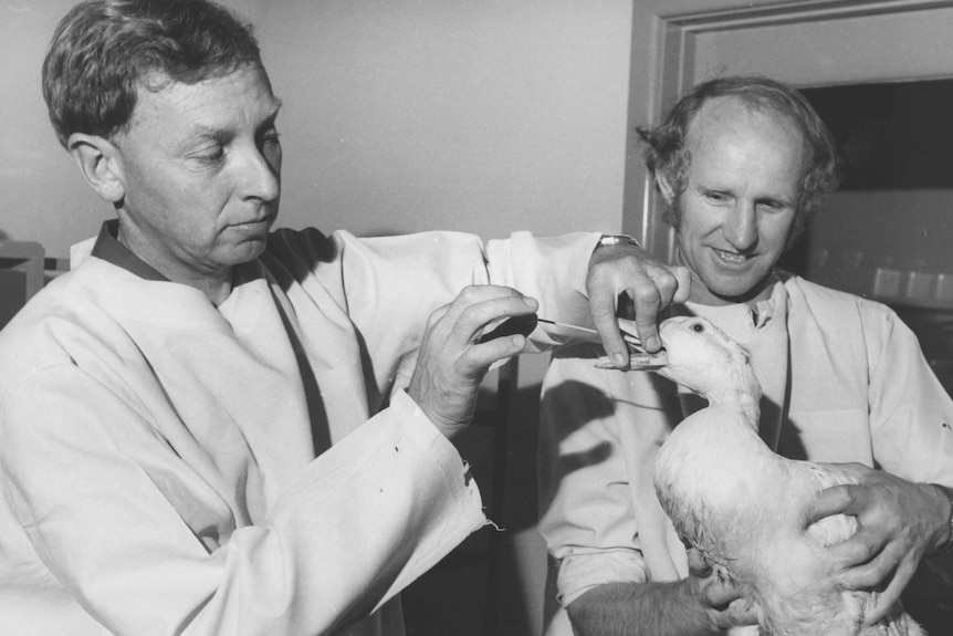A black and white photo of two men. They are swabbing the mouth of a duck while the other man holds it still