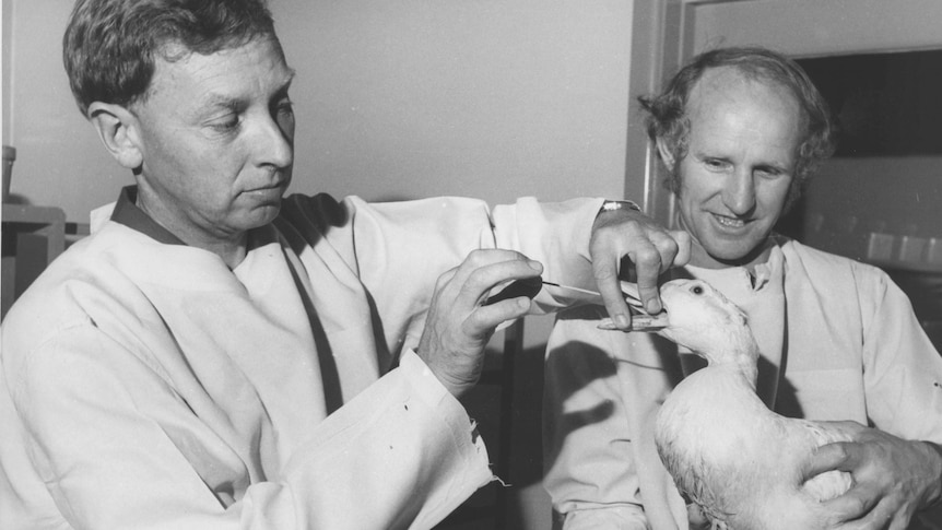 A black and white photo of two men. They are swabbing the mouth of a duck while the other man holds it still