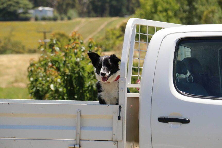 A farm dog in the back of a ute.