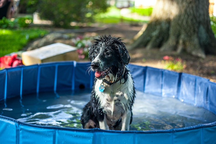 A dog that appears to be a black and white border collie/kelpie mix is wet and sitting in a plastic splash pool on a hot day.