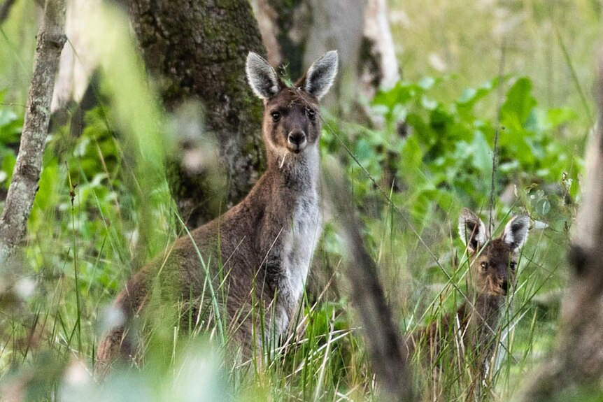 A kangaroo and joey peer through the bushes.