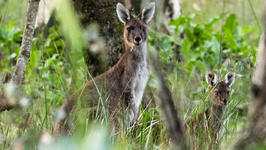 Kangaroo cull