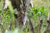A kangaroo and joey peer through the bushes.
